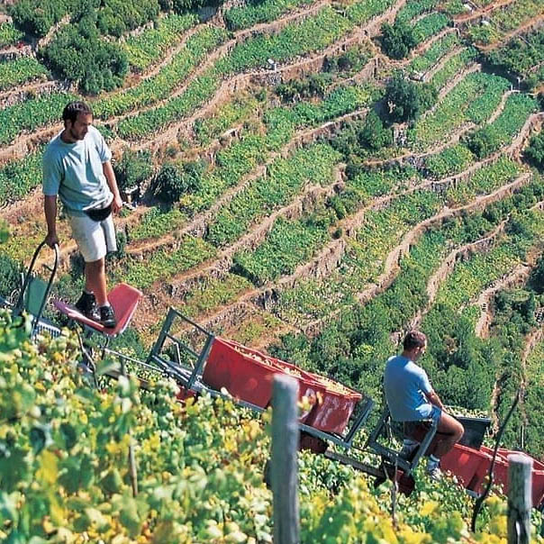 Vendemmia_parco 5 terre_copia